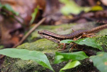 A little Skink in the jungle.