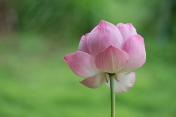 Beautiful pink lotus flowers  on green background