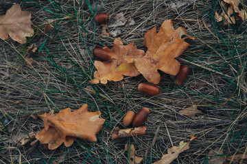 acorns and oak leaves on the ground photo