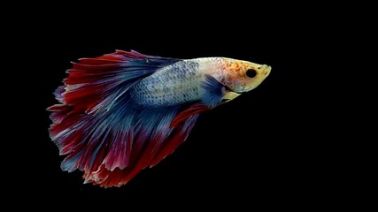 The Siamese fighting fish (Betta splendens), commonly known as the betta, is a popular fish in the aquarium trade. Bettas are a member of the gourami family and are known to be highly territorial.