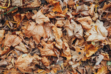 dry autumn leaves on the ground