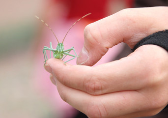 Green grasshopper