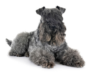 Kerry Blue Terrier