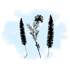 Botanical illustration with herbs, plants, flowers and leaves. Isolated vector silhouettes on watercolor splash background. Graphic design for background, card, web banner, poster, invitation.