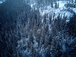 Aerial view from above of winter forest covered in snow. Pine tree and spruce forest top view. Cold snowy wilderness drone landscape photo. Moody blue color and tone. Quadcopter flies above woods