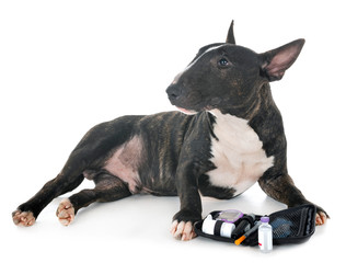miniature bull terrier