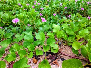 Violet hibiscus flower