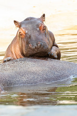 Baby hippo with its mom