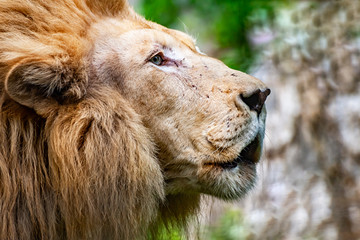Fototapeta premium Lion head close-up