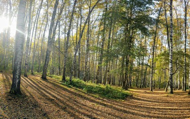 path in forest with fallen leaves and sunrays