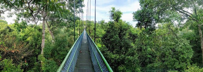 Monkey (swinging) bridge over jungle canopy