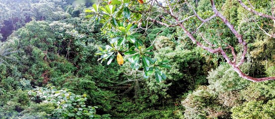 Tropical green jungle canopy