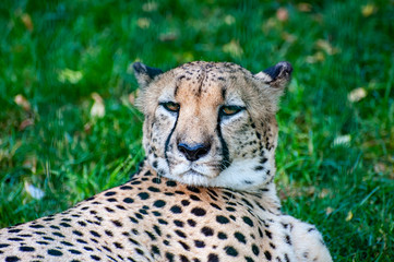 Cheetah head close-up