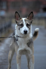white with a gray and brown young dog pooch on a leash