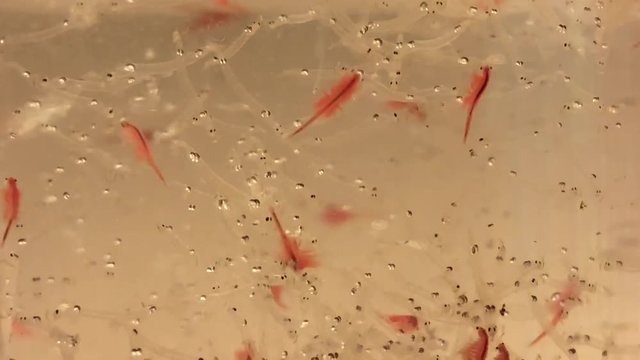 Artemia, Salzwasserkrebse, Fischnahrung, Wei&szlig;e M&uuml;ckenlarven