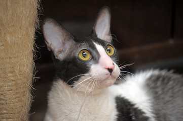 Cornish Rex cat breed