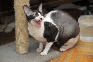 Cornish Rex cat breed