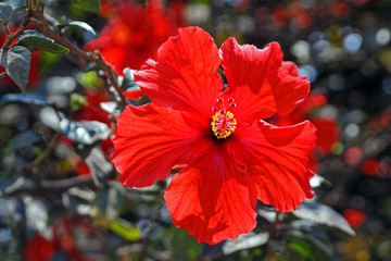 Hibiskus © Willy