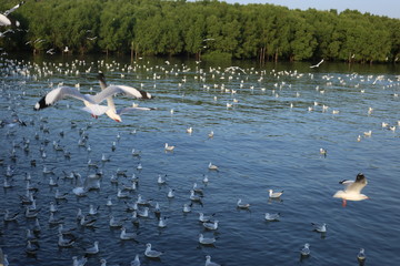 Seagull in Bangpu Samutprakan Thailand