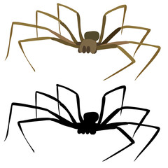 spider on white background with silhouette