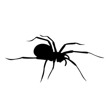 silhouette of spider on white background