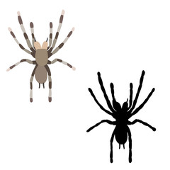 vector isolated spider on white background with silhouette