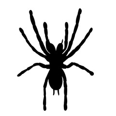 isolated silhouette spider insect