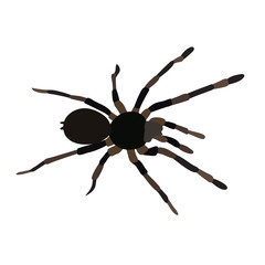 silhouette spider insect