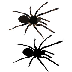 vector isolated spider tarantula on white background