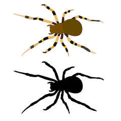 Obraz premium spider insect, spider silhouette, icon