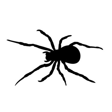 vector, isolated, silhouette spider, insect