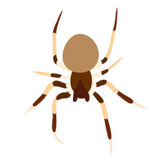 vector, isolated spider, insect
