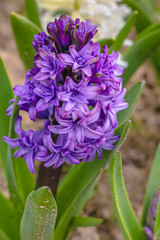 Close up of blue Hyacinth flower growing in Spring garden bed 