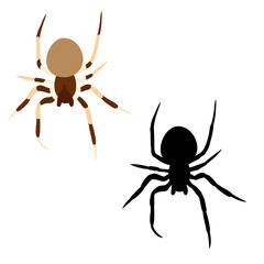 vector, isolated, spider insect, spider silhouette, on white background