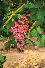 Healthy fruits Red wine grapes riping in the vineyard, dark grapes/ red grapes/wine grapes, grapes plant, ready to harvest