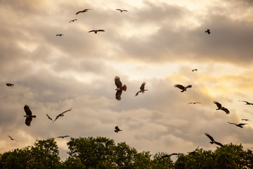  flock of Brahminy kite, Red-backed sea-eagle in mangrove forest thailand