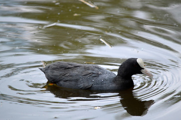 Coot in the water