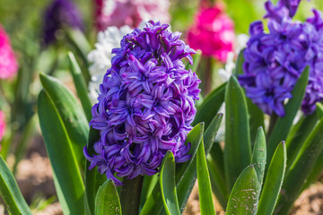Close up of blue Hyacinth flower growing in Spring garden bed 