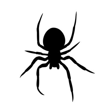 vector, isolated, silhouette of a spider, insect on white background