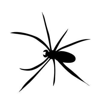 silhouette of spider on white background
