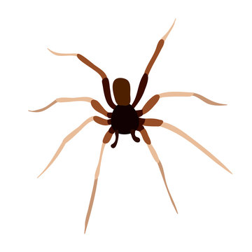 vector isolated spider insect on white background