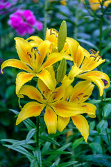 Fototapeta premium Lily flowers in the garden on a blurred background 