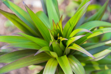 Young bush lilies in the spring garden, sprout royal orange lily