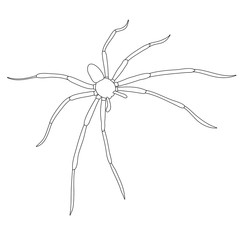 isolated, sketch, contour, spider