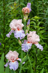 Closeup of flower bearded iris in garden 