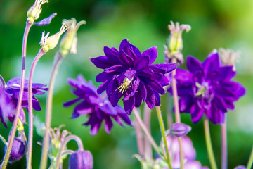 Fototapeta na wymiar Blue doubled columbine flower