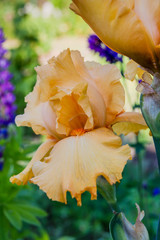 Closeup of flower bearded iris in garden 