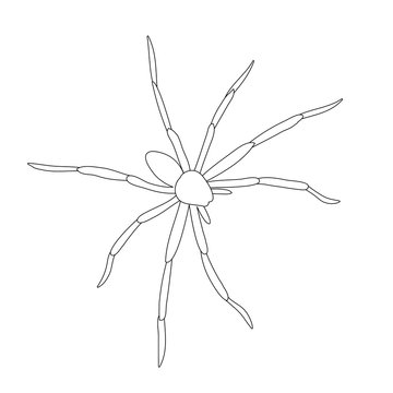 vector, isolated, sketch spider, contour