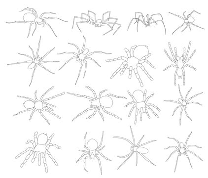 sketch, contour spider, insect, set