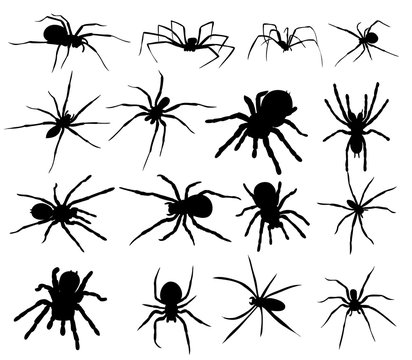 silhouette spider set, collection